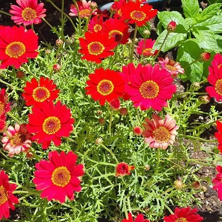 דירה Gerys House *