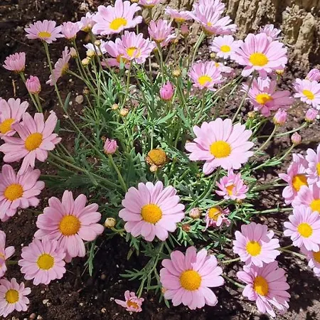 Apartmán Gerys House