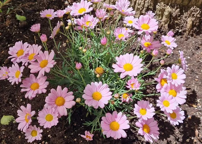 Apartamento Gerys House